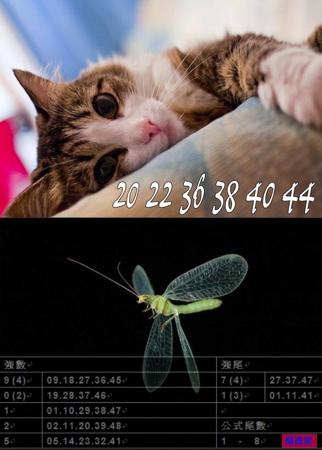 lotto